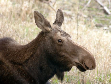 A Female Moose allow me to get close up and personal in the Alaska Wilds