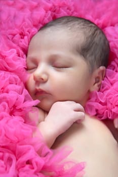 Newborn brunette baby girl sleeping in pink frills