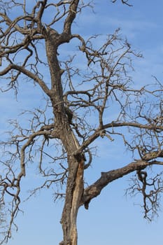 Abstract background of dead tree with blue sky