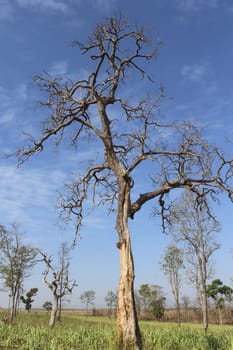 Dead tree in nature wild with blue sky