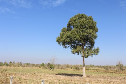 single tree in nature wild with blue sky