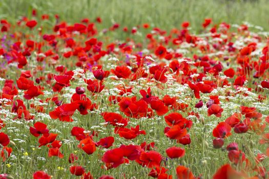 red poppies