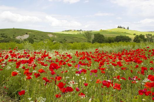 spring in Tuscany, landscape with poppies