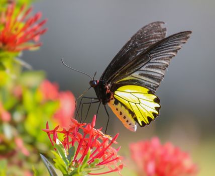 Beautiful of little butterfly and flower in nature