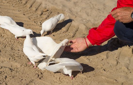 Male hand streched out feeding pigeons in a park