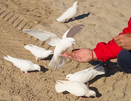 Male hand streched out feeding pigeons in a park