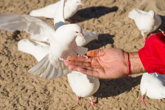 Pigeons fluttering around a hand feeding them breadcrumbs