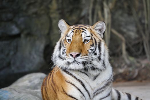 Big sumatran tiger in the zoo , KhoKeaw open zoo , Chonburi , Thailand