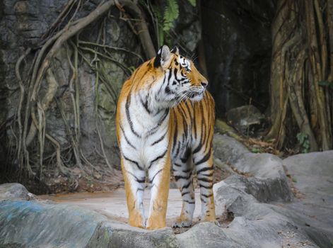 Big sumatran tiger in the zoo , KhoKeaw open zoo , Chonburi , Thailand