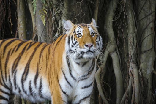 Big sumatran tiger in the zoo , KhoKeaw open zoo , Chonburi , Thailand