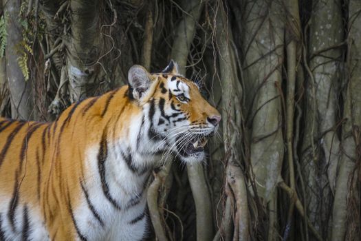 Big sumatran tiger in the zoo , KhoKeaw open zoo , Chonburi , Thailand