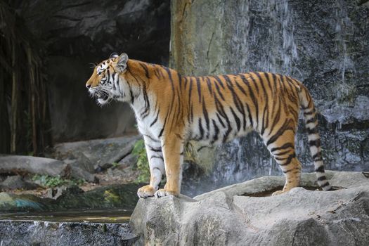 Big sumatran tiger in the zoo , KhoKeaw open zoo , Chonburi , Thailand