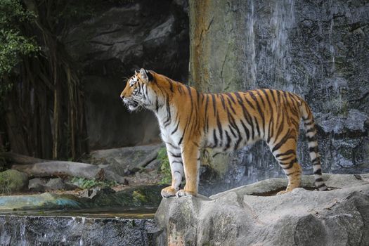 Big sumatran tiger in the zoo , KhoKeaw open zoo , Chonburi , Thailand