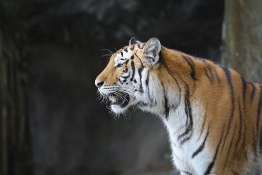 Big sumatran tiger in the zoo , KhoKeaw open zoo , Chonburi , Thailand