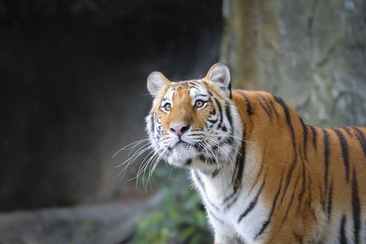 Big sumatran tiger in the zoo , KhoKeaw open zoo , Chonburi , Thailand