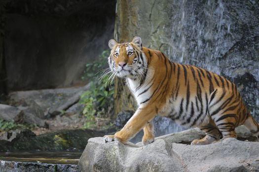 Big sumatran tiger in the zoo , KhoKeaw open zoo , Chonburi , Thailand