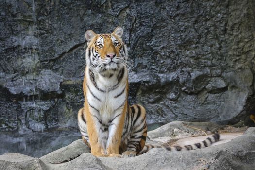 Big sumatran tiger in the zoo , KhoKeaw open zoo , Chonburi , Thailand