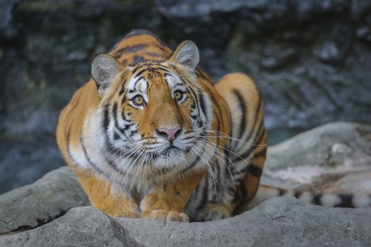 Big sumatran tiger in the zoo , KhoKeaw open zoo , Chonburi , Thailand