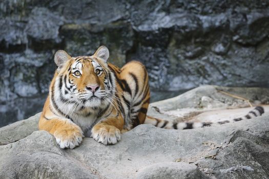 Big sumatran tiger in the zoo , KhoKeaw open zoo , Chonburi , Thailand