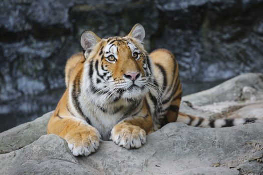 Big sumatran tiger in the zoo , KhoKeaw open zoo , Chonburi , Thailand