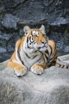 Big sumatran tiger in the zoo , KhoKeaw open zoo , Chonburi , Thailand