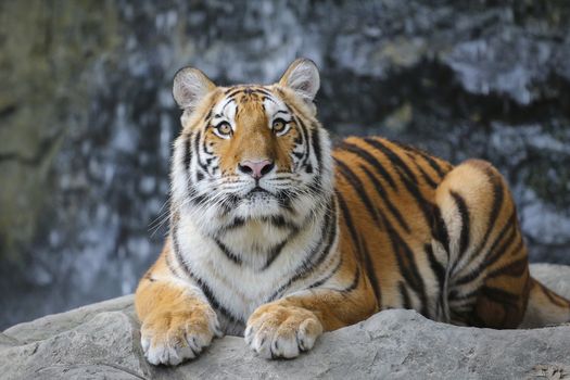 Big sumatran tiger in the zoo , KhoKeaw open zoo , Chonburi , Thailand