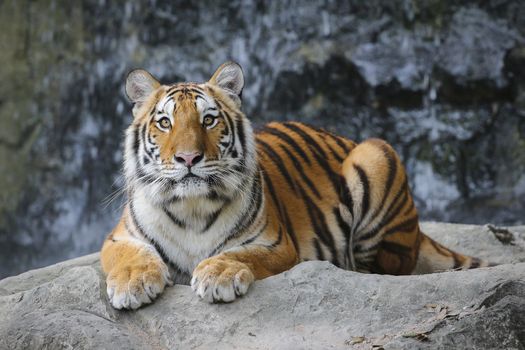 Big sumatran tiger in the zoo , KhoKeaw open zoo , Chonburi , Thailand