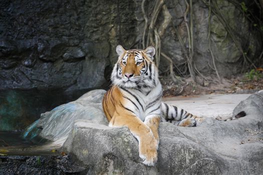 Big sumatran tiger in the zoo , KhoKeaw open zoo , Chonburi , Thailand