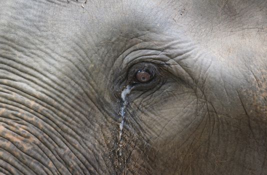 Big elephant in the zoo , Chonburi open zoo , Thailand