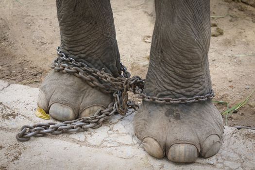 Big elephant in the zoo , Chonburi open zoo , Thailand