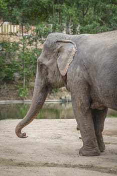 Big elephant in the zoo , Chonburi open zoo , Thailand