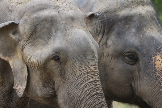 Big elephant in the zoo , Chonburi open zoo , Thailand