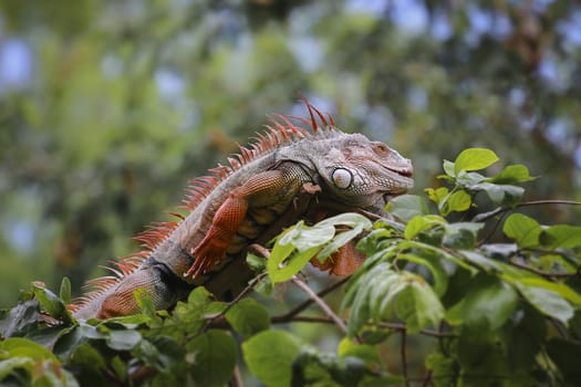 Old Iguana on tree ,  Chonburi open zoo , Thailand
