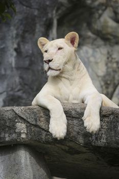 White leo in the zoo