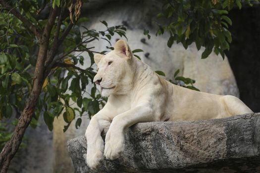 White leo in the zoo