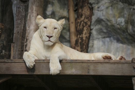 White leo in the zoo