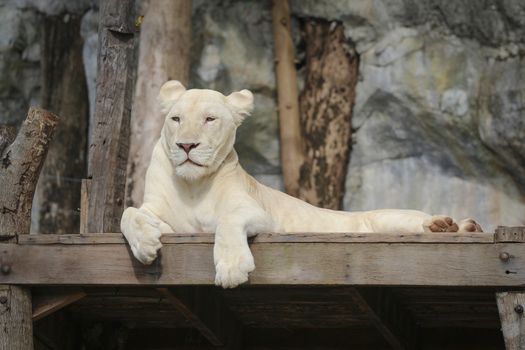 White leo in the zoo