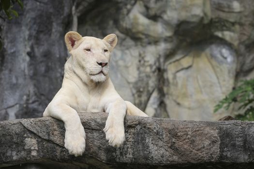 White leo in the zoo