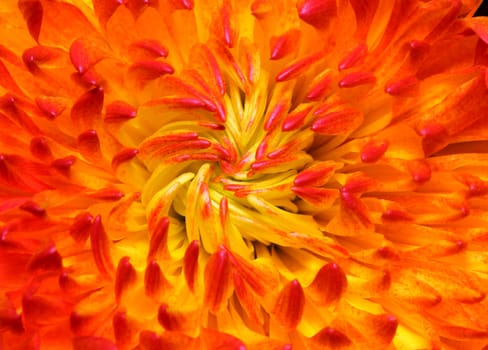 red chrysanthemum