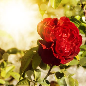 Red Rose Flower Over Sunny Bright Background