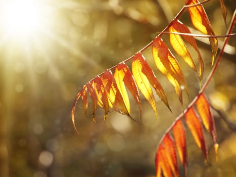Autumn Orange Leaf Over Sunny Background