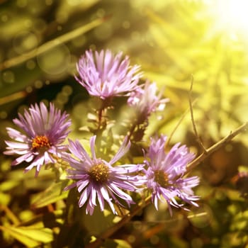 Photo of the Pink Flowers Over Sunny Background