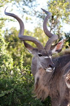 Kudu antelope with large spiralled horns in the African bush