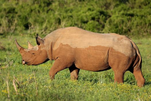 Rare Black Rhino from Africa eating on the green plants