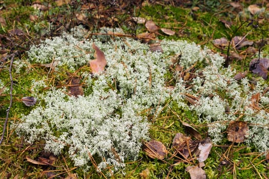 White moss in the woods in autumn