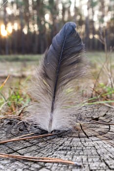 black and white bird feather on a tree stump in the coniferous forest during sunset