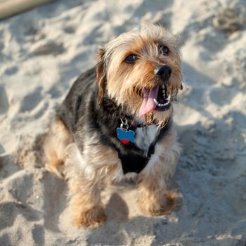 Portrait of a young yorkshire terrier beagle mix dog in the sand at the beach. Shallow depth of field.