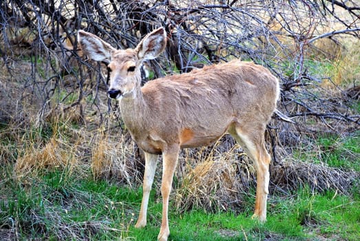 Deer isolated in the field of nature outdoors.