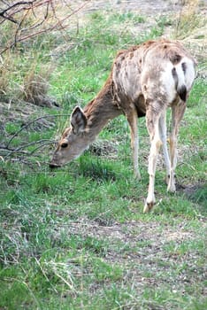 Deer isolated in the field of nature outdoors.