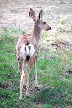 Deer isolated in the field of nature outdoors.